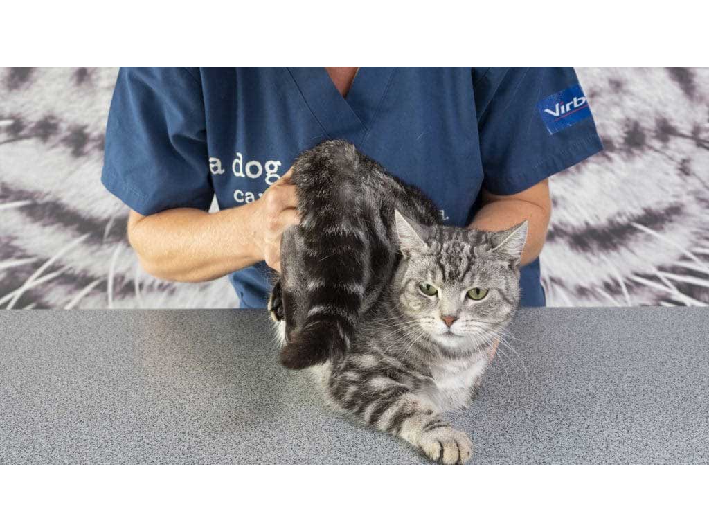 Chat dans les mains d'un ostéopathe