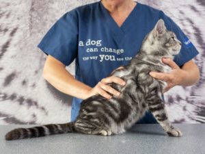 Chat dans les mains d'un ostéopathe