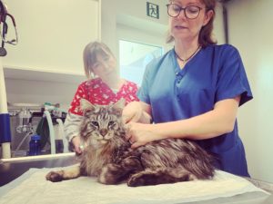 Chat dans les mains d'un ostéopathe