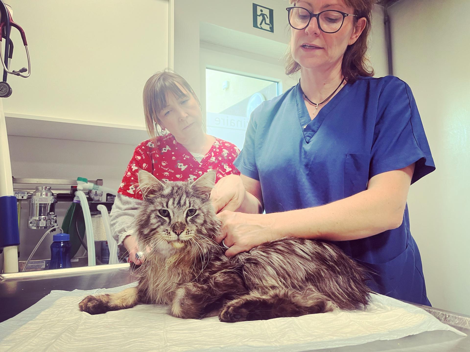 Chat dans les mains d'un ostéopathe