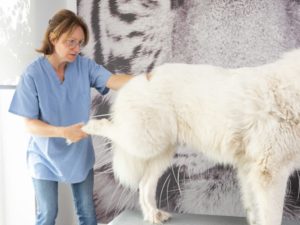 Chien dans les mains d'un ostéopathe