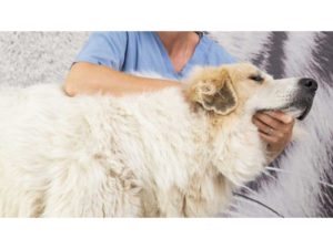 Chien dans les mains d'un ostéopathe