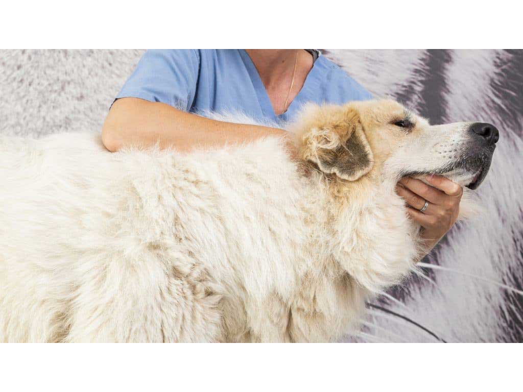 Chien dans les mains d'un ostéopathe